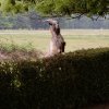 Excursie Kampen en Schokland 19-05-2018 109